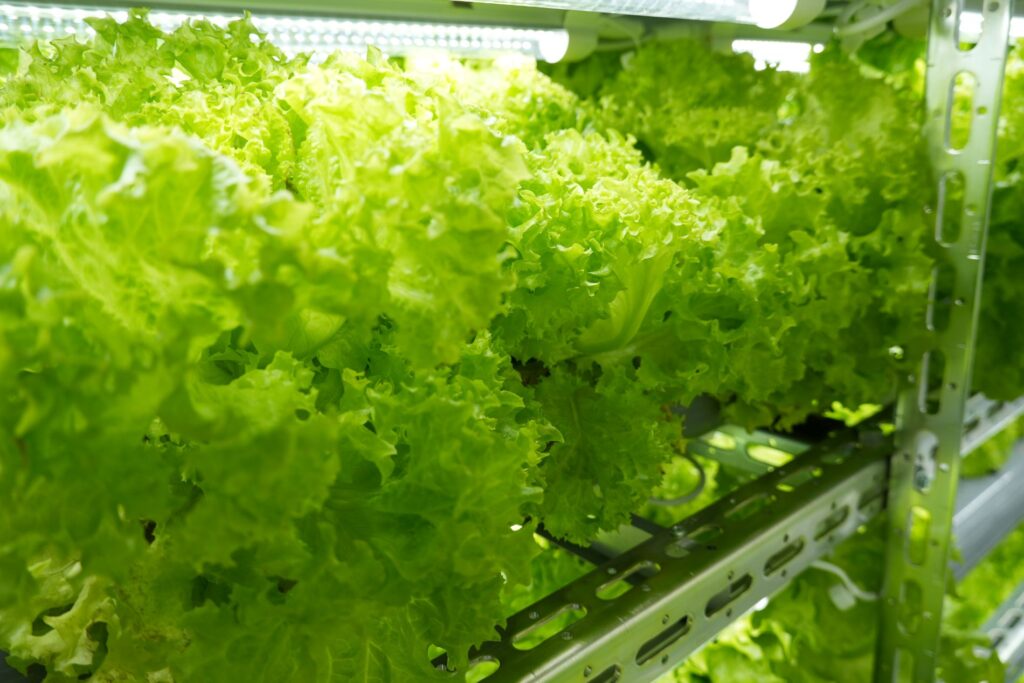 はなさくファーム堺東